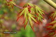 - Acer palmatum 'Ghost Dragon' Japanese Maple - Mr Maple │ Buy Japanese Maple Trees