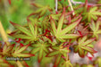 - Acer palmatum 'Ghost Dragon' Japanese Maple - Mr Maple │ Buy Japanese Maple Trees