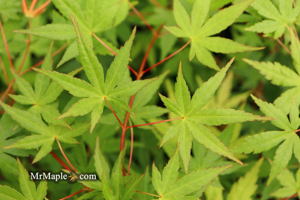 - Acer palmatum 'Ghost Dragon' Japanese Maple - Mr Maple │ Buy Japanese Maple Trees