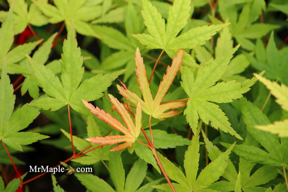 - Acer palmatum 'Ghost Dragon' Japanese Maple - Mr Maple │ Buy Japanese Maple Trees