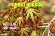 - Acer palmatum 'Ghost Dragon' Japanese Maple - Mr Maple │ Buy Japanese Maple Trees