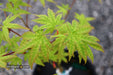 - Acer palmatum 'Ghost Dragon' Japanese Maple - Mr Maple │ Buy Japanese Maple Trees