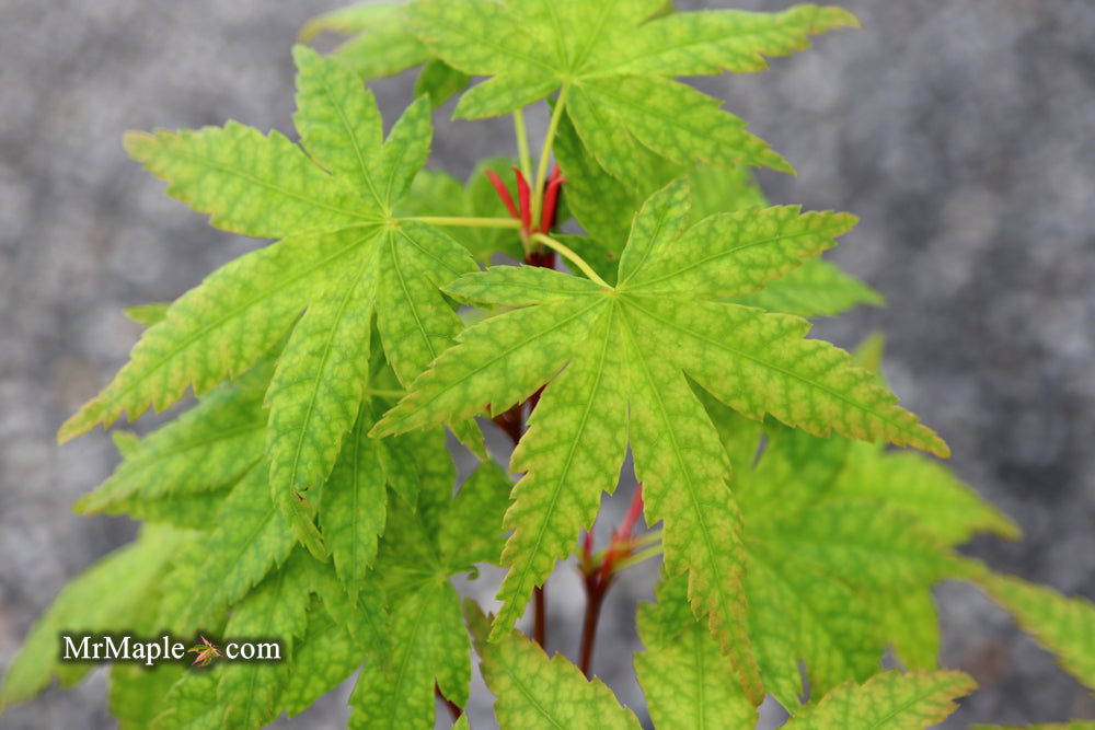 - Acer palmatum 'Ghost Dragon' Japanese Maple - Mr Maple │ Buy Japanese Maple Trees