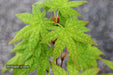 - Acer palmatum 'Ghost Dragon' Japanese Maple - Mr Maple │ Buy Japanese Maple Trees