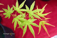 - Acer palmatum 'Ghost Dragon' Japanese Maple - Mr Maple │ Buy Japanese Maple Trees