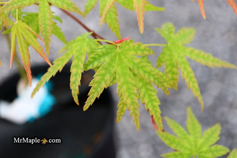 - Acer palmatum 'Ghost Dragon' Japanese Maple - Mr Maple │ Buy Japanese Maple Trees