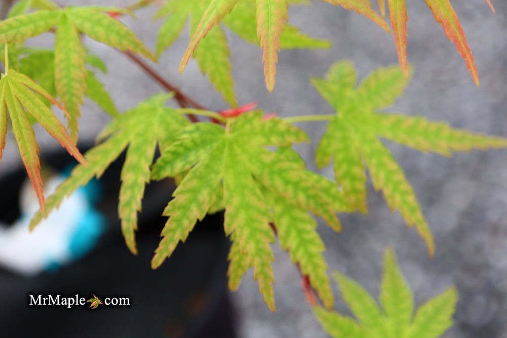 - Acer palmatum 'Ghost Dragon' Japanese Maple - Mr Maple │ Buy Japanese Maple Trees