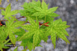 - Acer palmatum 'Ghost Dragon' Japanese Maple - Mr Maple │ Buy Japanese Maple Trees