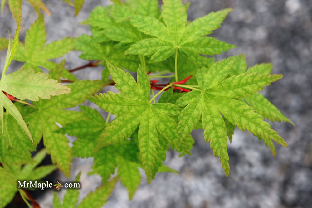 - Acer palmatum 'Ghost Dragon' Japanese Maple - Mr Maple │ Buy Japanese Maple Trees