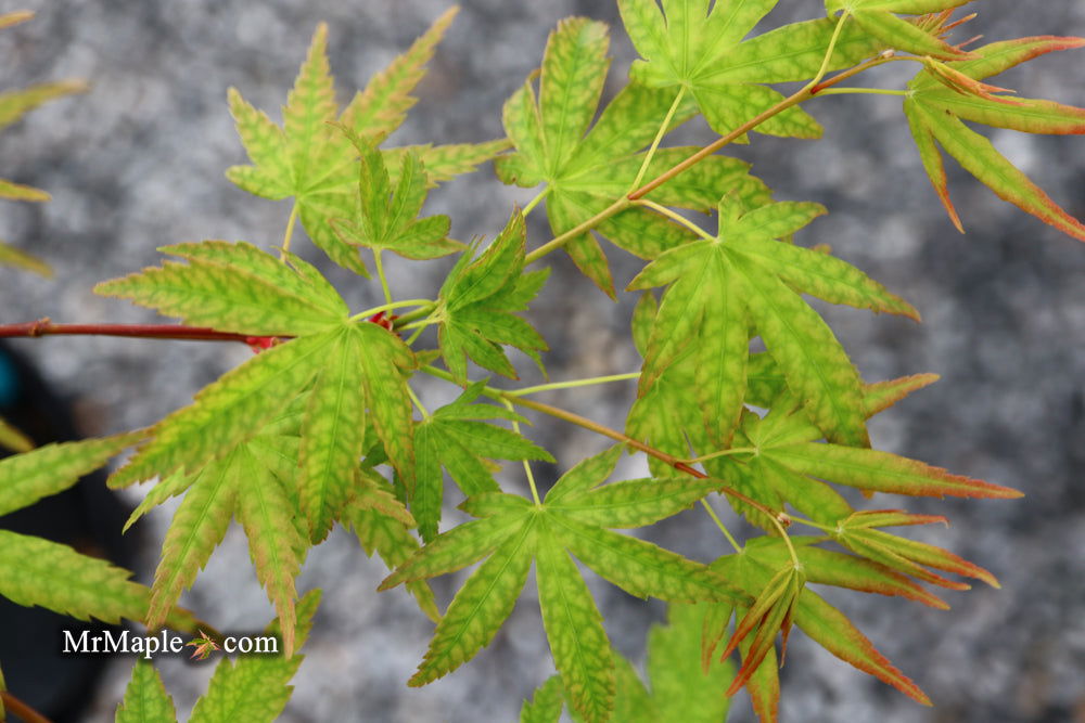 - Acer palmatum 'Ghost Dragon' Japanese Maple - Mr Maple │ Buy Japanese Maple Trees