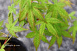 - Acer palmatum 'Ghost Dragon' Japanese Maple - Mr Maple │ Buy Japanese Maple Trees