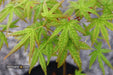 - Acer palmatum 'Ghost Dragon' Japanese Maple - Mr Maple │ Buy Japanese Maple Trees