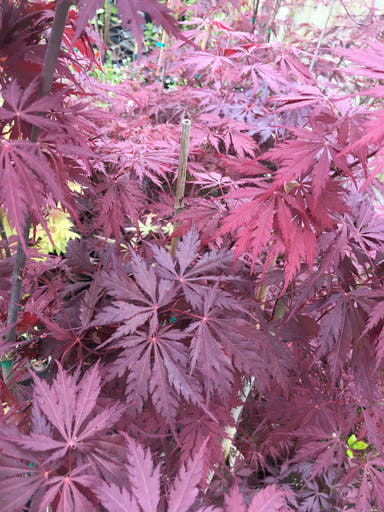 - Acer palmatum 'Glen Eugene Handy' Japanese Maple - Mr Maple │ Buy Japanese Maple Trees