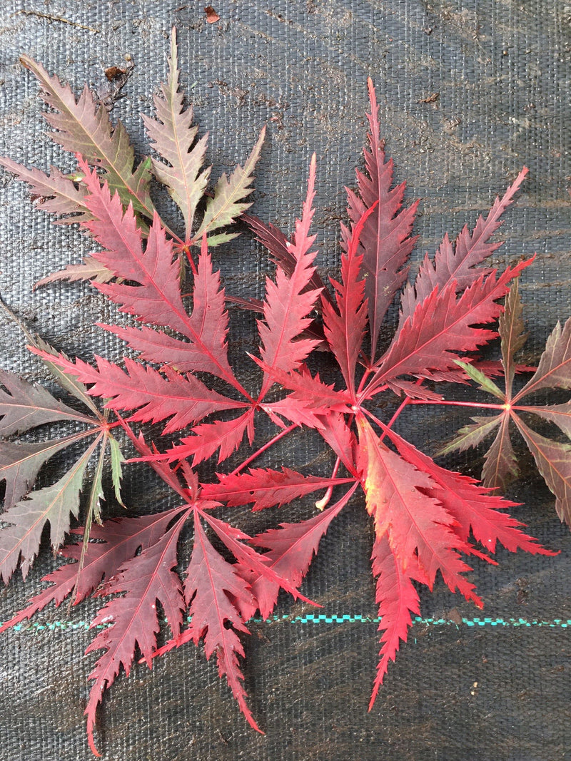 - Acer palmatum 'Glen Eugene Handy' Japanese Maple - Mr Maple │ Buy Japanese Maple Trees