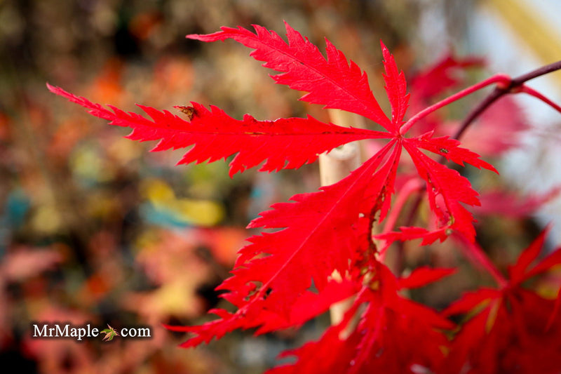 - Acer palmatum 'Glen Eugene Handy' Japanese Maple - Mr Maple │ Buy Japanese Maple Trees