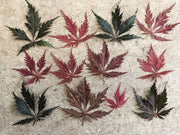 - Acer palmatum 'Glen Eugene Handy' Japanese Maple - Mr Maple │ Buy Japanese Maple Trees