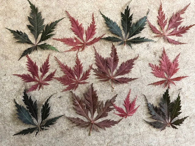 - Acer palmatum 'Glen Eugene Handy' Japanese Maple - Mr Maple │ Buy Japanese Maple Trees