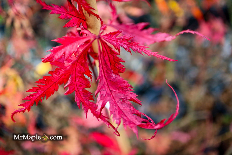 - Acer palmatum 'Glen Eugene Handy' Japanese Maple - Mr Maple │ Buy Japanese Maple Trees