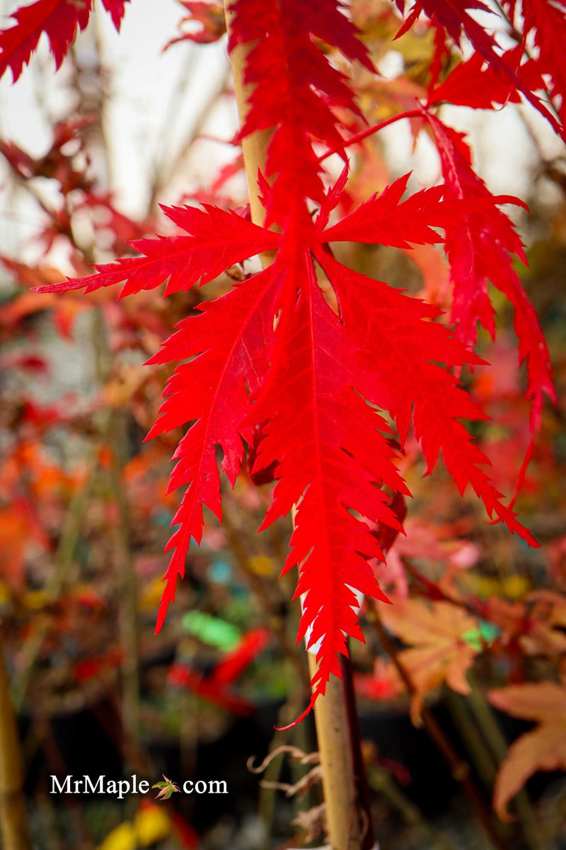 - Acer palmatum 'Glen Eugene Handy' Japanese Maple - Mr Maple │ Buy Japanese Maple Trees