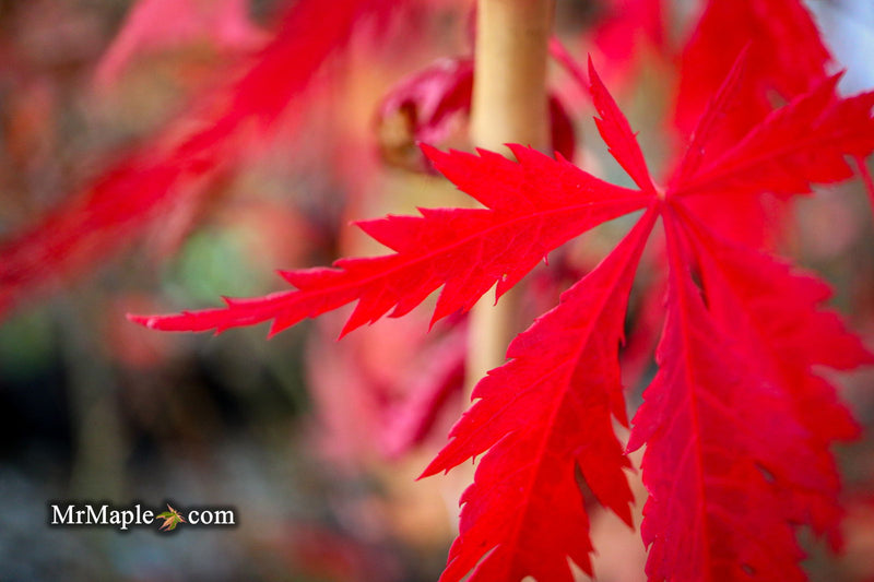 - Acer palmatum 'Glen Eugene Handy' Japanese Maple - Mr Maple │ Buy Japanese Maple Trees