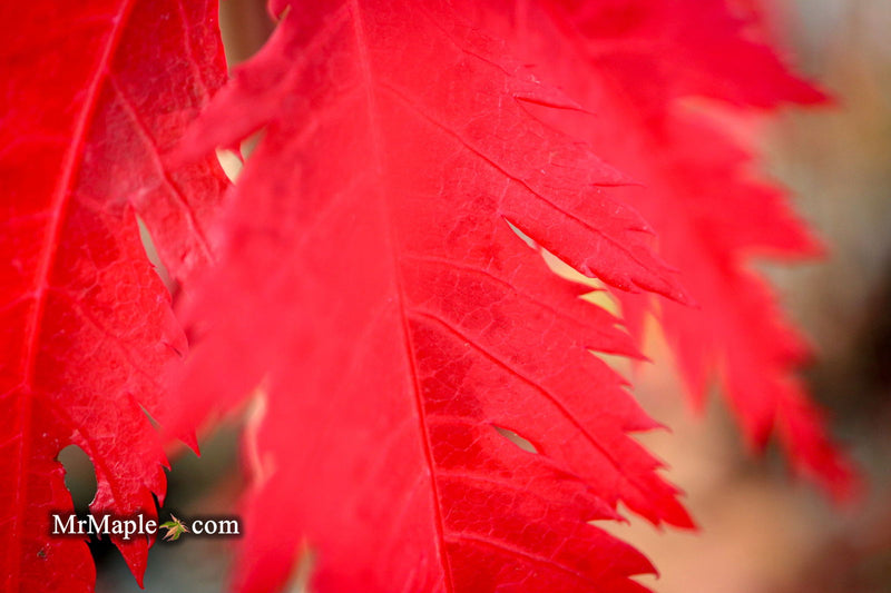 - Acer palmatum 'Glen Eugene Handy' Japanese Maple - Mr Maple │ Buy Japanese Maple Trees