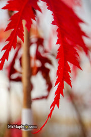 - Acer palmatum 'Glen Eugene Handy' Japanese Maple - Mr Maple │ Buy Japanese Maple Trees