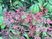- Acer palmatum 'Glen Eugene Handy' Japanese Maple - Mr Maple │ Buy Japanese Maple Trees