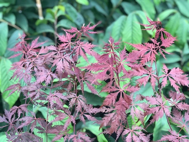 - Acer palmatum 'Glen Eugene Handy' Japanese Maple - Mr Maple │ Buy Japanese Maple Trees