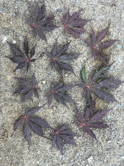 - Acer palmatum 'Glen Eugene Handy' Japanese Maple - Mr Maple │ Buy Japanese Maple Trees