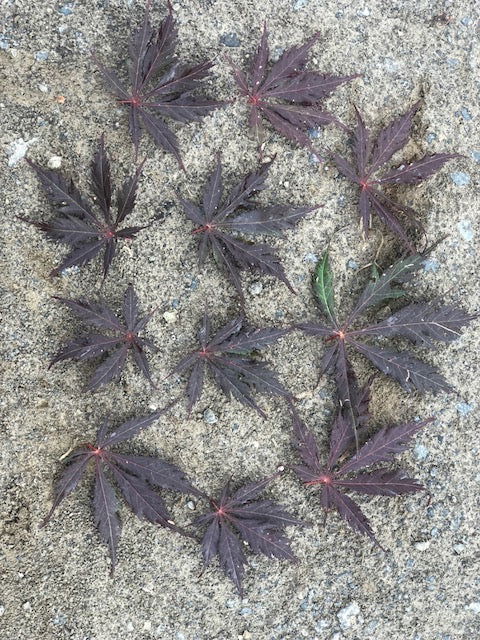 - Acer palmatum 'Glen Eugene Handy' Japanese Maple - Mr Maple │ Buy Japanese Maple Trees