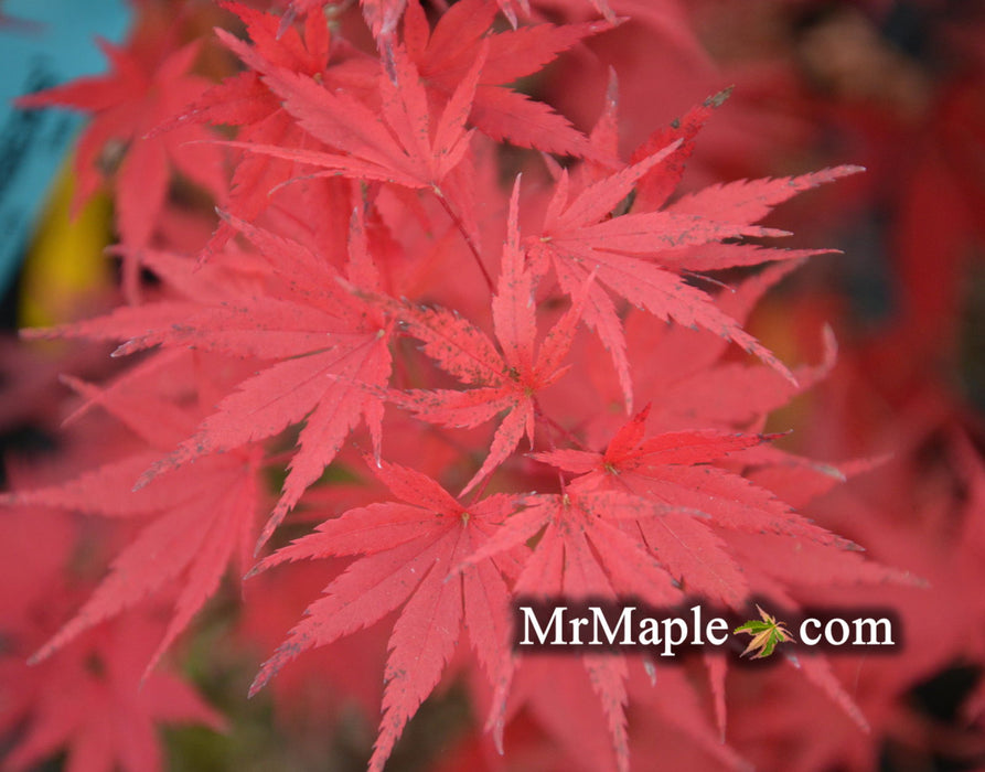 - Acer palmatum 'Glowing Embers' by Michael Dirr Japanese Maple - Mr Maple │ Buy Japanese Maple Trees