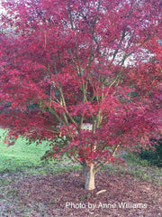 - Acer palmatum 'Glowing Embers' by Michael Dirr Japanese Maple - Mr Maple │ Buy Japanese Maple Trees