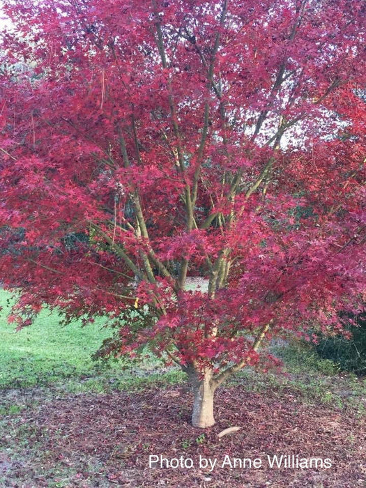 - Acer palmatum 'Glowing Embers' by Michael Dirr Japanese Maple - Mr Maple │ Buy Japanese Maple Trees