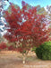 - Acer palmatum 'Glowing Embers' by Michael Dirr Japanese Maple - Mr Maple │ Buy Japanese Maple Trees