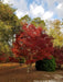 - Acer palmatum 'Glowing Embers' by Michael Dirr Japanese Maple - Mr Maple │ Buy Japanese Maple Trees