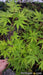 - Acer palmatum 'Glowing Embers' by Michael Dirr Japanese Maple - Mr Maple │ Buy Japanese Maple Trees