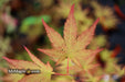 - Acer palmatum 'Glowing Embers' by Michael Dirr Japanese Maple - Mr Maple │ Buy Japanese Maple Trees