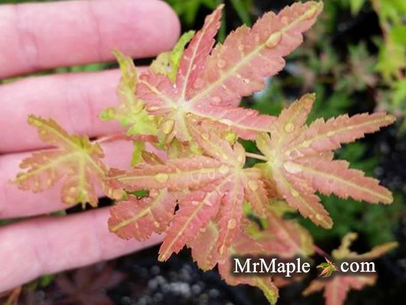 - Acer palmatum 'Gold Digger' Yellow Coral Bark Japanese Maple - Mr Maple │ Buy Japanese Maple Trees