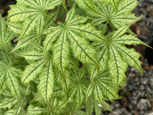 - Acer palmatum 'Gold Reticulated' Japanese Maple - Mr Maple │ Buy Japanese Maple Trees