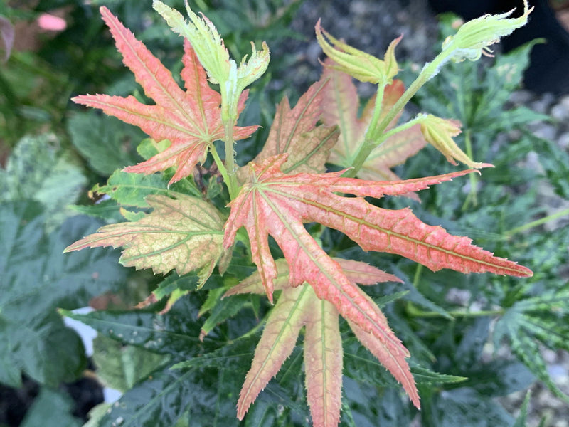 - Acer palmatum 'Gold Reticulated' Japanese Maple - Mr Maple │ Buy Japanese Maple Trees