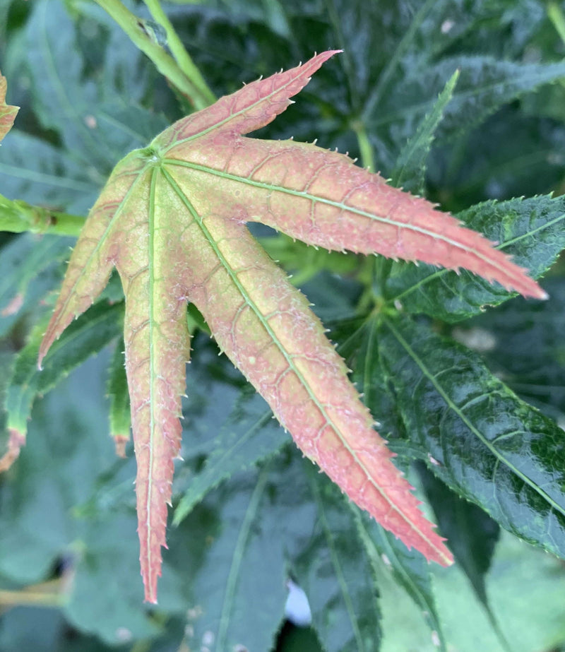 - Acer palmatum 'Gold Reticulated' Japanese Maple - Mr Maple │ Buy Japanese Maple Trees