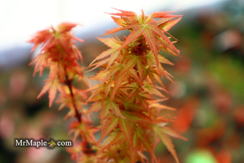 - Acer palmatum 'Goshiki kotohime' Dwarf Japanese Maple - Mr Maple │ Buy Japanese Maple Trees