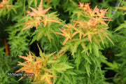 - Acer palmatum 'Goshiki kotohime' Dwarf Japanese Maple - Mr Maple │ Buy Japanese Maple Trees