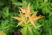 - Acer palmatum 'Goshiki kotohime' Dwarf Japanese Maple - Mr Maple │ Buy Japanese Maple Trees