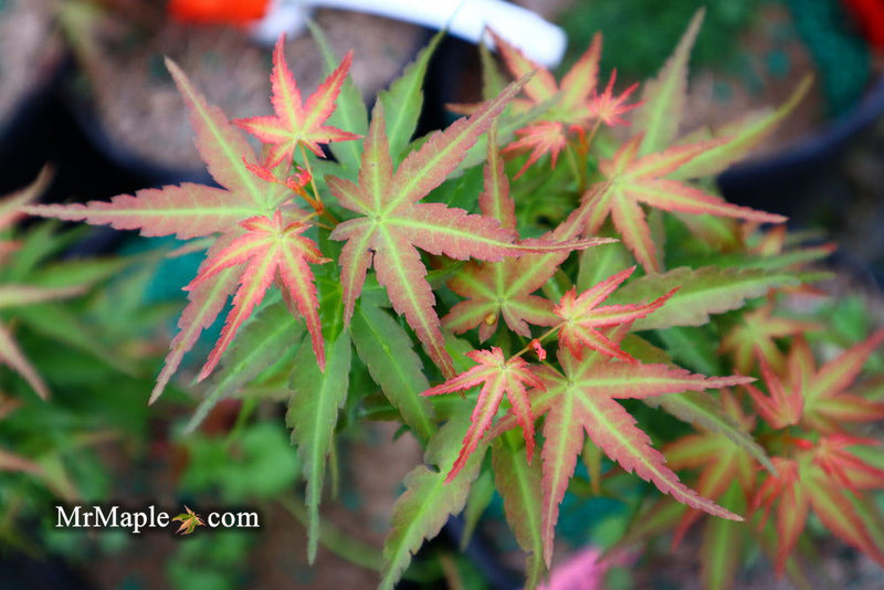 - Acer palmatum 'Goshiki kotohime' Dwarf Japanese Maple - Mr Maple │ Buy Japanese Maple Trees