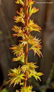 - Acer palmatum 'Goshiki kotohime' Dwarf Japanese Maple - Mr Maple │ Buy Japanese Maple Trees