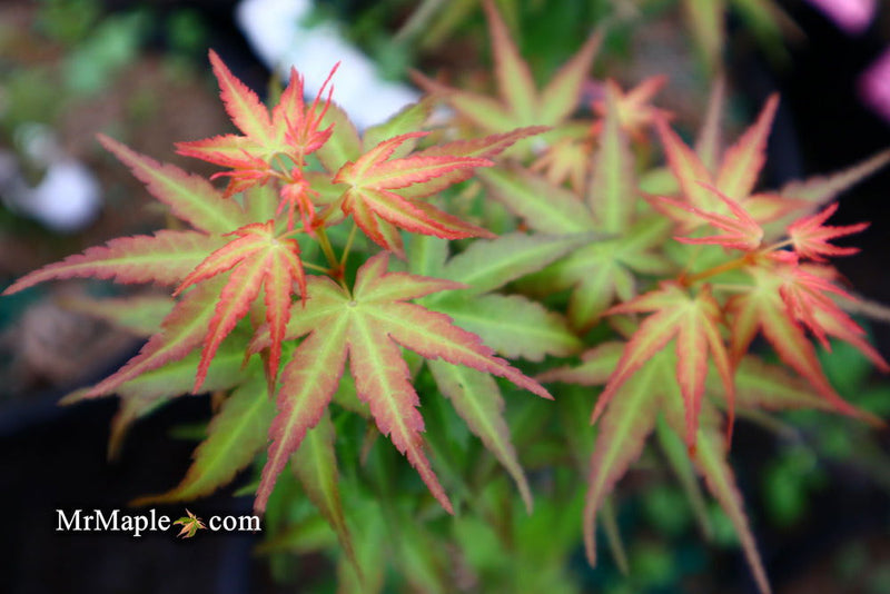 - Acer palmatum 'Goshiki kotohime' Dwarf Japanese Maple - Mr Maple │ Buy Japanese Maple Trees