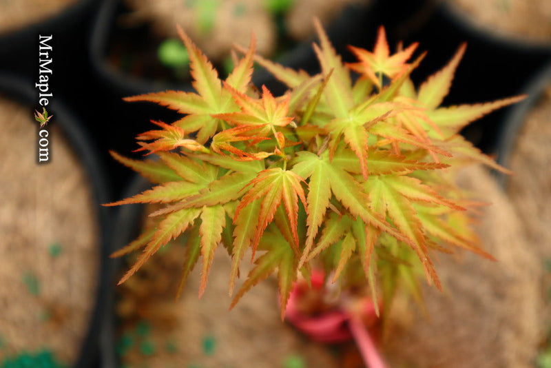 - Acer palmatum 'Goshiki kotohime' Dwarf Japanese Maple - Mr Maple │ Buy Japanese Maple Trees