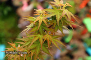 - Acer palmatum 'Goshiki kotohime' Dwarf Japanese Maple - Mr Maple │ Buy Japanese Maple Trees