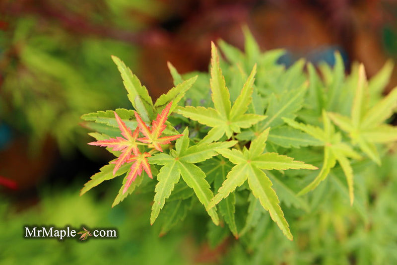 - Acer palmatum 'Goshiki kotohime' Dwarf Japanese Maple - Mr Maple │ Buy Japanese Maple Trees